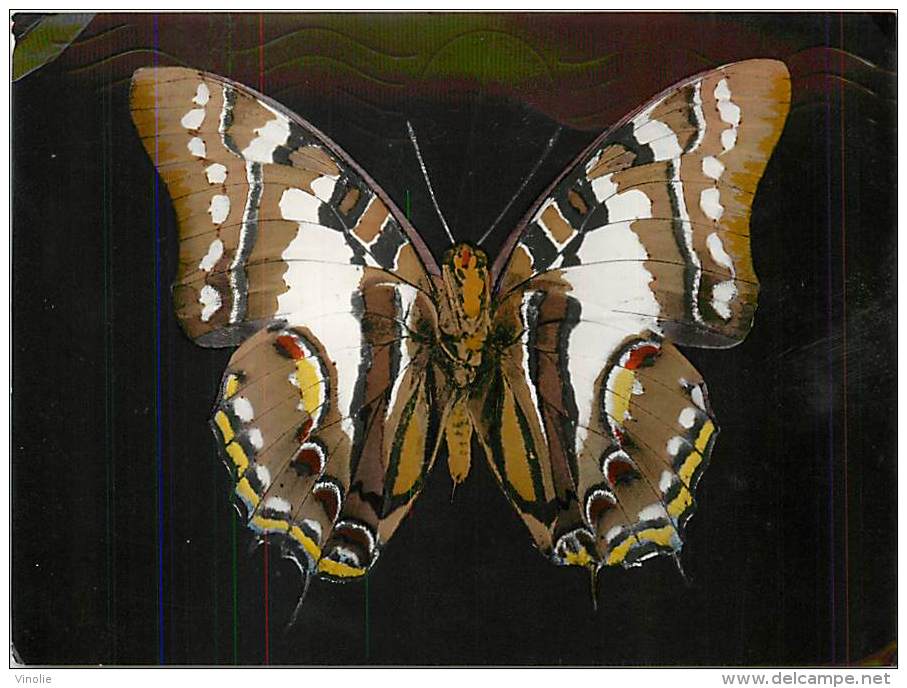 B16-0353  : PAPILLON  CHARAXES PYRHUS INDES - Papillons