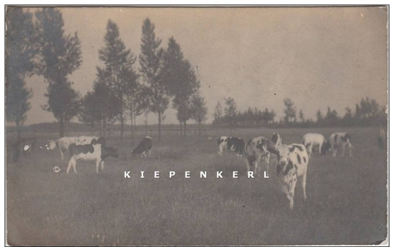 BRECHT OUDE FOTOKAART: DE WEIDEN MET RUNDEREN KOEIEN IN DEN ZOMER - V. T. B. B. - Photo A Verbeeck, Place Verte Anvers - Brecht