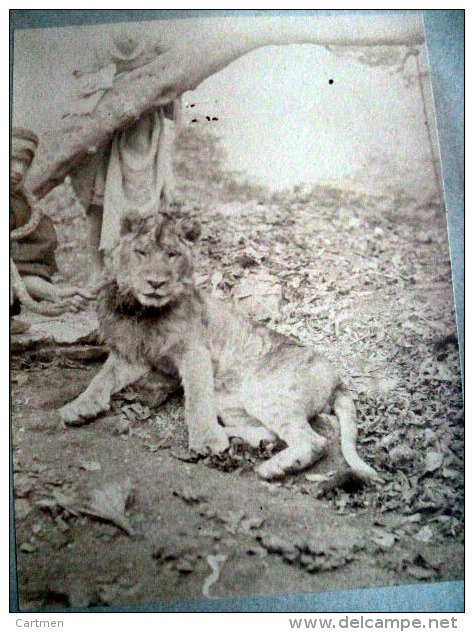 LION ANIMAUX SAUVAGES LIONCEAU EN GROS PLAN PHOTO LEGEREMENT BLANCHIE TIRAGE  VERS 1890 - Löwen