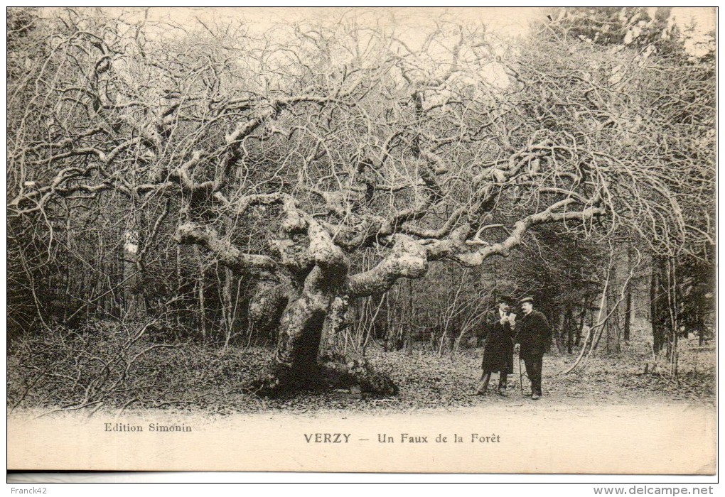 51. Verzy. Un Faux De La Foret - Verzy