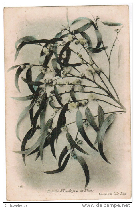 CPA, Branche D'Eucalypte En Fleurs (pk27561) - Medicinal Plants