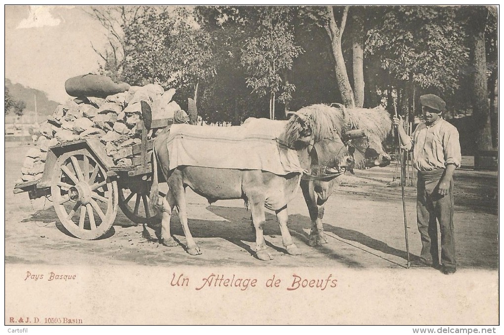 PAYS BASQUE - Un Attelage De Boeufs - Autres & Non Classés