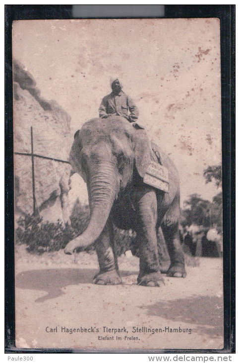 Hamburg - Stellingen - Carl Hagenbeck's Tierpark - Elefant Im Freien - Stellingen