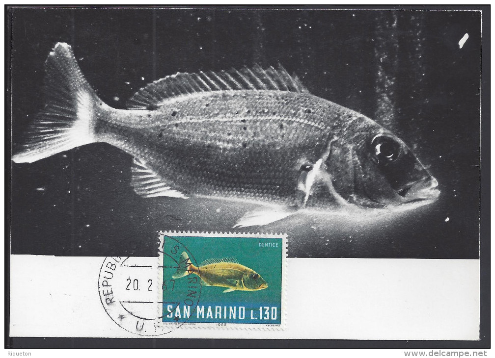 SAINT-MARIN - 1967 - BELLE CARTE MAXIMUM THEMATIQUE POISSONS " DENTICE " - - Lettres & Documents