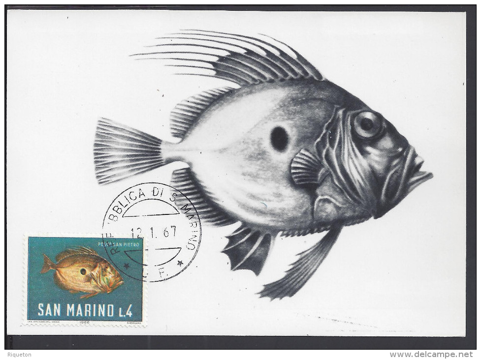 SAINT-MARIN - 1967 - BELLE CARTE MAXIMUM THEMATIQUE POISSONS " PESCE SAN PIETRO " - - Lettres & Documents