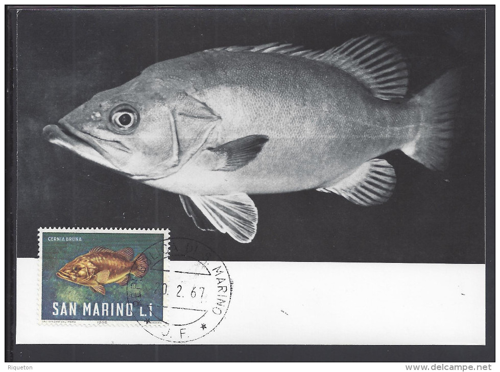 SAINT-MARIN - 1967 - BELLE CARTE MAXIMUM THEMATIQUE POISSONS " CERNIA BRUNA " - - Lettres & Documents