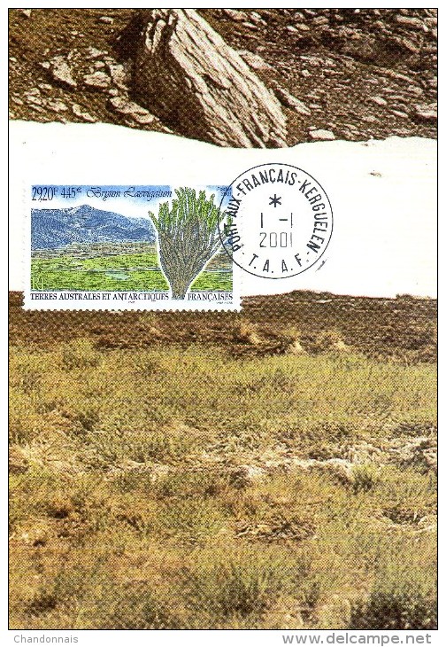 (L287) TAAF Année 2001 Flore : Bryum Sur Carte Premier Jour N° Yv 293 - Lettres & Documents