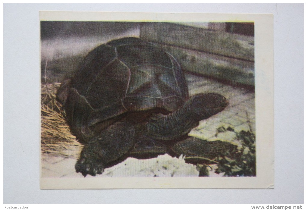 ELEPHANT TURTLE - Testudo  - Old Mini Card - Tortue 1950s - Tortues