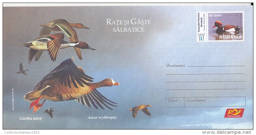 3485FM- LESSER WHITE FRONTED GOOSE, WILD GEESE AND DUCKS, BIRDS, COVER STATIONERY, 2007, ROMANIA - Ganzen