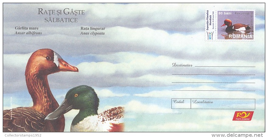 3486FM- GREATER WHITE FRONTED GOOSE, SHOVELER, WILD GEESE AND DUCKS, BIRDS, COVER STATIONERY, 2007, ROMANIA - Ganzen