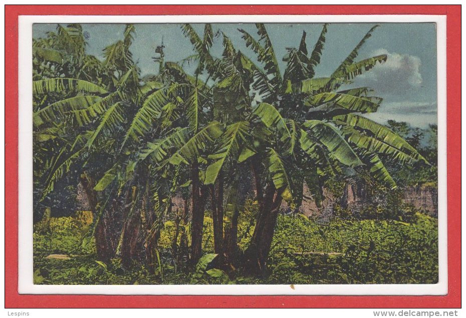 AMERIQUE --  PANAMA -- Banana Trees - Panamá