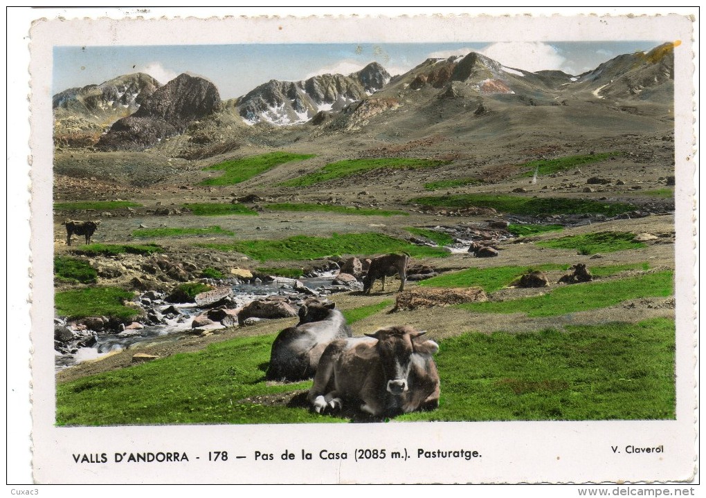 Valls D'andorre -pas De La Casa - Pasturatge - Vaches - - Andorra