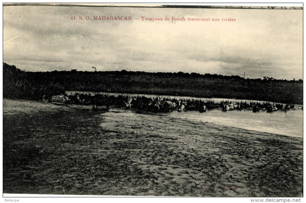 AFRIQUE MADAGASCAR Scènes Et Types Troupeau De Boeufs Traversant Une Rivière - Madagascar