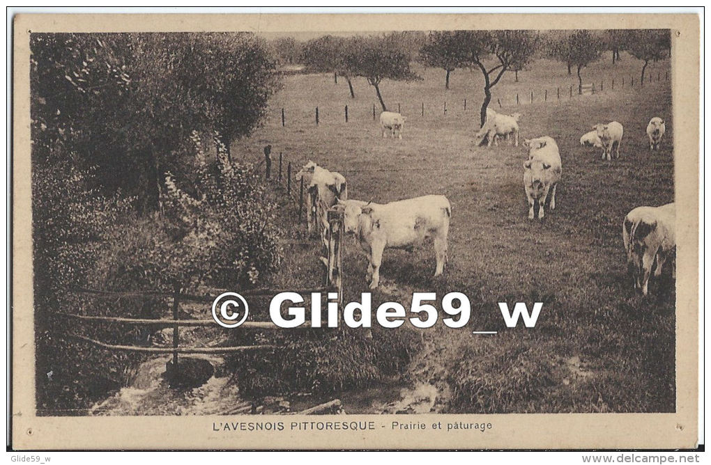 L'Avesnois Pittoresque - Prairies Et Pâturages (vaches) - Avesnes Sur Helpe