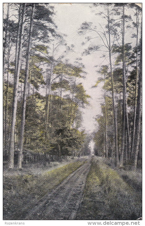 Kasterlee Dreef In Het Bos Casterle 1907 Kempen Stempel Thielen Tielen - Kasterlee