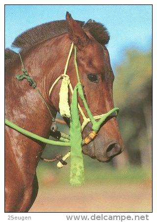 HORSES / PFERDE / CHEVAUX /  POSTCARD UNUSED     ( H  3304  / - Pferde