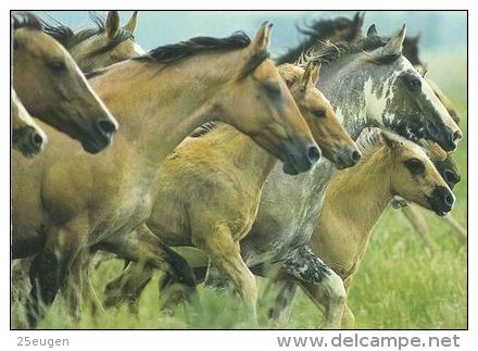 HORSES / PFERDE / CHEVAUX /  POSTCARD UNUSED     ( H  3309  / - Pferde