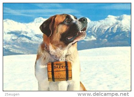 DOGS / HUNDE / CHIENS /  -    SAINT BERNARD  Postcard  Used   ( P 718 ) - Chiens