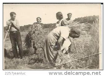 Photo Format 8 X 5.5 Cm   Agriculture  Les Foins Culture .vers 1930 - Métiers