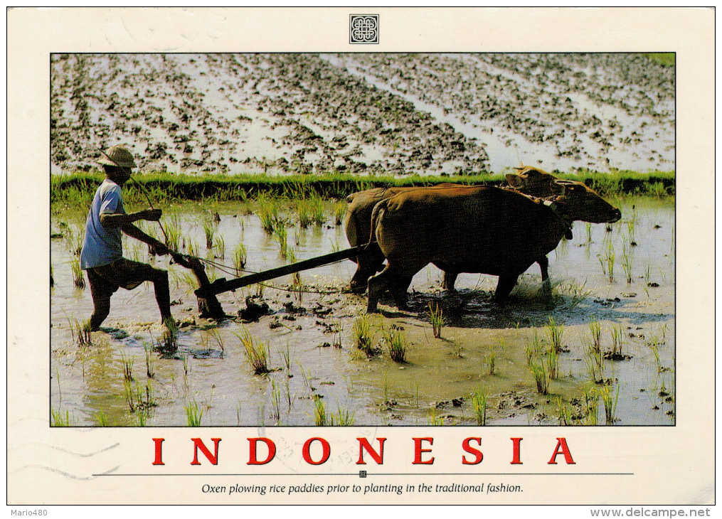 INDONESIA  OXEN PLOWING RICE PADDIES PRIOR TO PLANTING IN THE TRADITIONAL FASHION   MAXICARD  11,5X16,5    (VIAGGIATA) - Indonesia