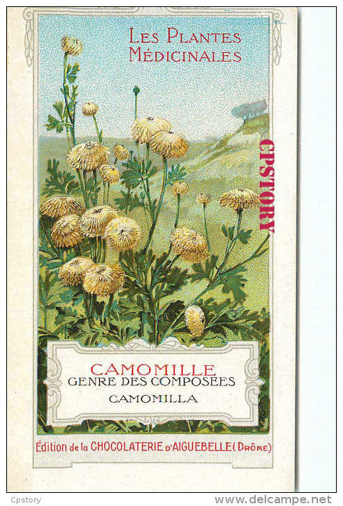 CAMOMILLE < GENRE Des COMPOSEES CAMOMILLA - PLANTE - PLANTES MEDICINALES - PUBLICITE CHOCOLAT AIGUEBELLE - SCAN DOS - Geneeskrachtige Planten