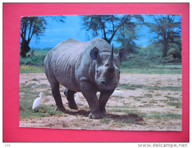 AFRICAN WILD LIFE-RHINO AND EGRET - Neushoorn