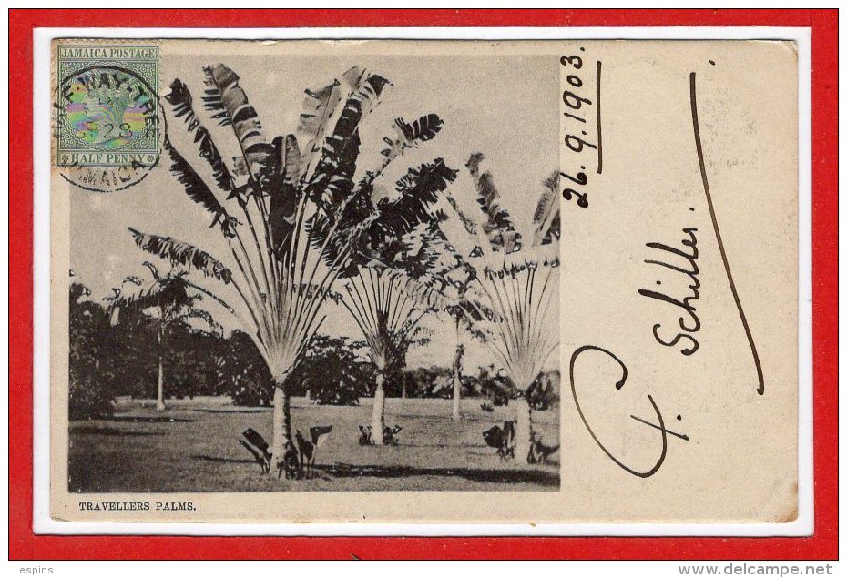 AMERIQUE - ANTILLES -  JAMAIQUE -- Travellers Palms - Jamaïque