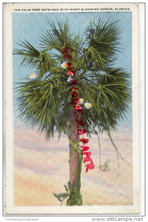 FLORIDE- THE PALM TREE ENTWINED WITH NIGHT BLOOMING CEREUS - FLORIDA   ETATS UNIS AMERIQUE - PALMIER - Autres & Non Classés