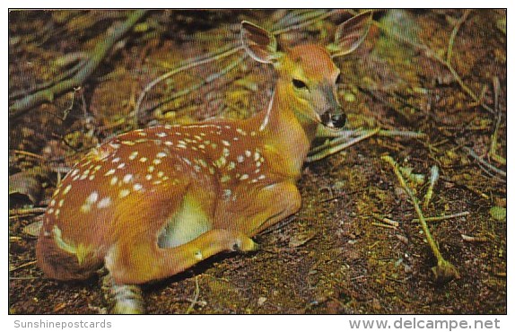 Florida Silver Springs A Beautiful Fawn - Silver Springs