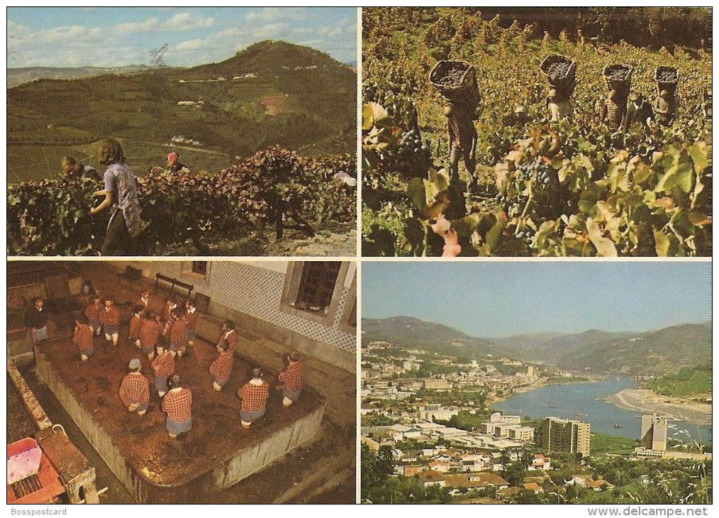 Régua - Douro - Vindimas E Vista Geral - Vinho Do Porto - Wine - Vin - Vino - Vila Real