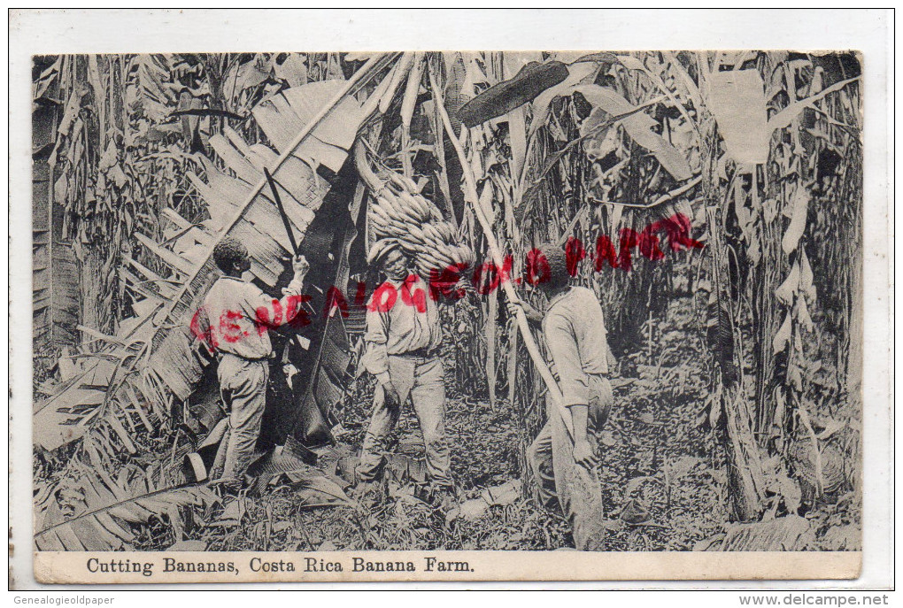 ETATS UNIS - CUTTING BANANAS  BANANA FARM - BANANIER  BANANE - Costa Rica