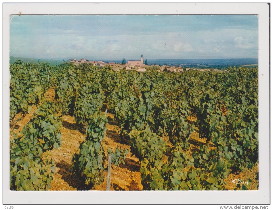 CPM - JULIENAS - Vue Du Vignoble - Julienas