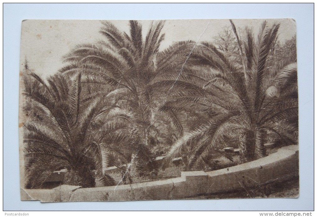 RUSSIA, Sochi. Phoenix (plant) Tree - Old Vintage Postcard  - 1920s - Árboles