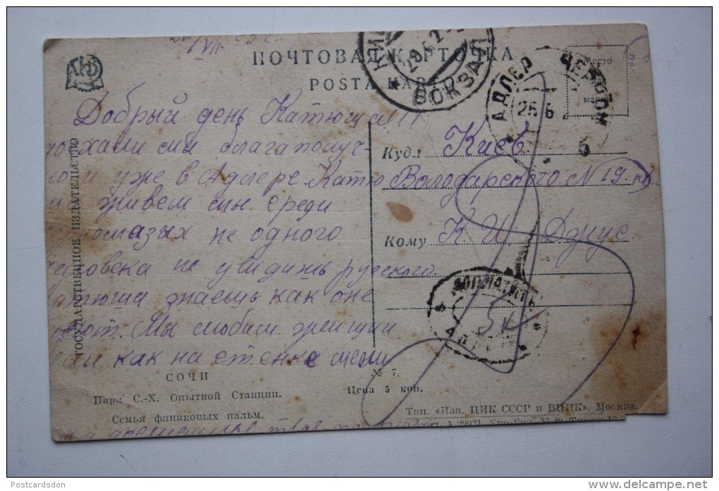 RUSSIA, Sochi. Phoenix (plant) Tree - Old Vintage Postcard  - 1920s - Árboles