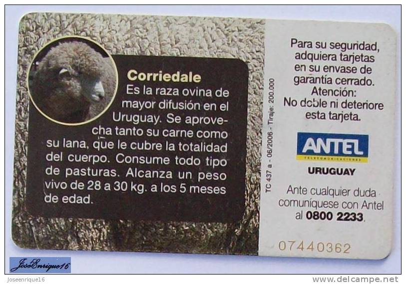 TC 437a URUGUAY, RAZAS OVINAS, SHEEP BREEDS, MOUTONS. CORRIEDALE. ANTEL - Uruguay