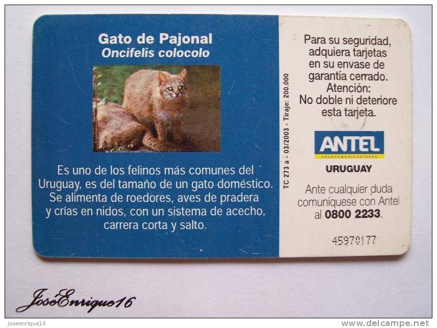 TC 273a GATO DE PAJONAL, JACK Pajonal, FELINO URUGUAY. ANTEL - Uruguay