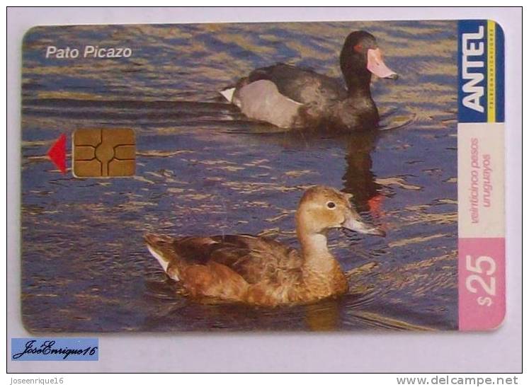 TC 416a DUCK , PATO PICAZO, NETTA PEPOSACA. ANTEL, URUGUAY. - Uruguay