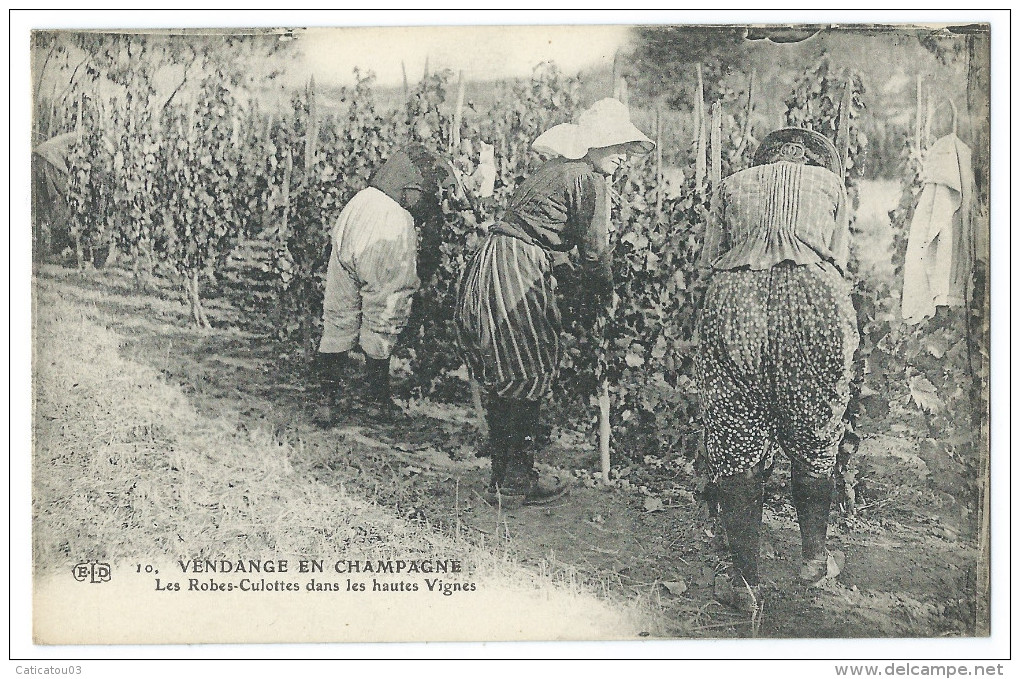 VENDANGE EN CHAMPAGNE (51) Les "Robes-Culottes" Dans Les Hautes Vignes - Gros Plan Sur Femmes Cueillant Du Raisin - Champagne - Ardenne