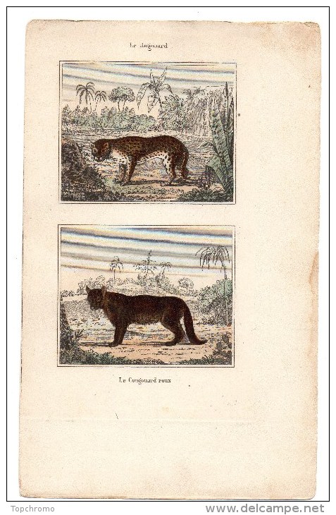 Authentique Gravure 19ème Mammifères Carnivores Le Cougouard Roux Puma Le Jagouard Jaguar - Prints & Engravings