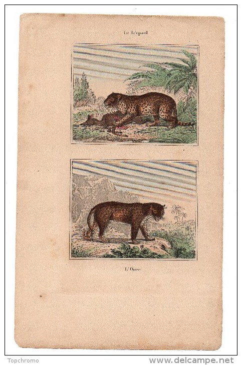 Authentique Gravure 19ème Mammifères Carnivores Le Léopard L'once - Prints & Engravings