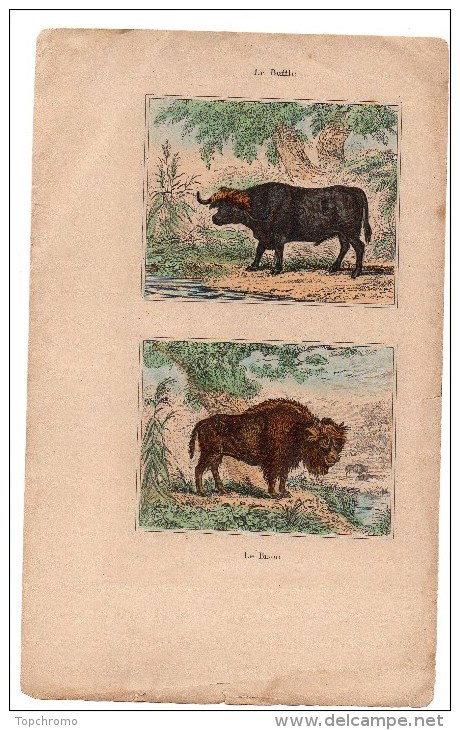 Authentique Gravure 19ème Mammifères Herbivores Le Buffle Le Bison - Prints & Engravings