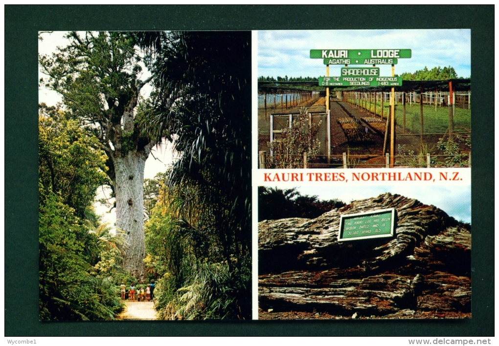 NEW ZEALAND  -  Northland  Kauri Trees  Multi View  Unused Postcard - Nieuw-Zeeland