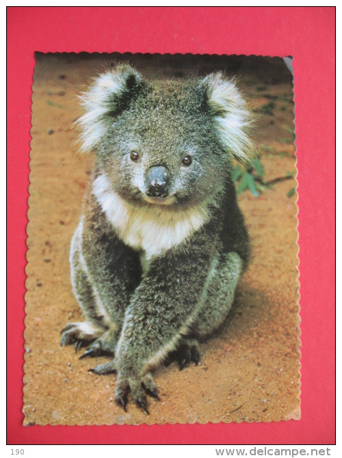 THE AUSTRALIAN KOALA - Outback