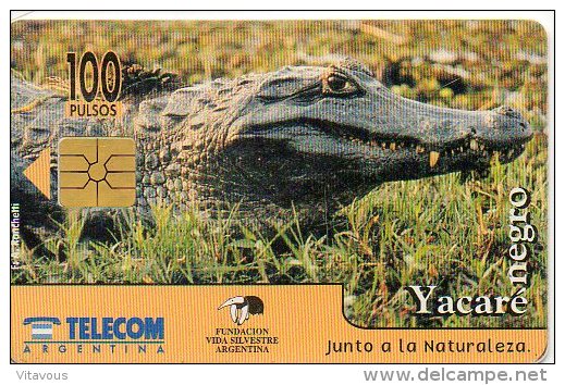 Crocodile Yacaré Caiman Télécarte Argentine Honecard  J154 - Argentina