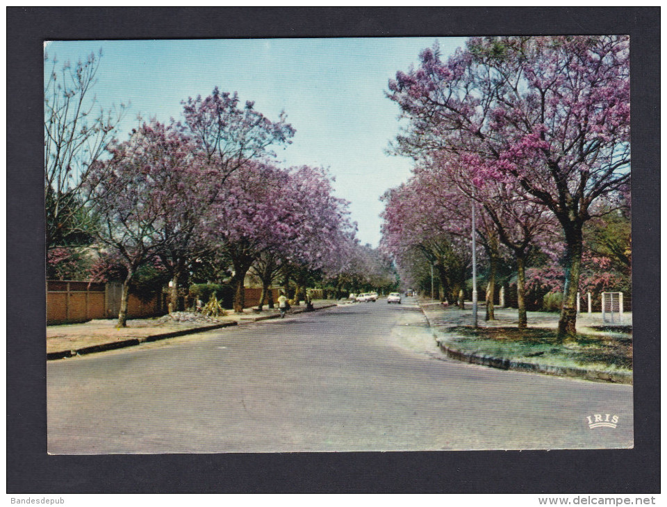 CPSM Congo Elisabethville - LUBUMBASHI - Jacarandas En Fleurs ( In Flower Maison Du Livre ) - Lubumbashi