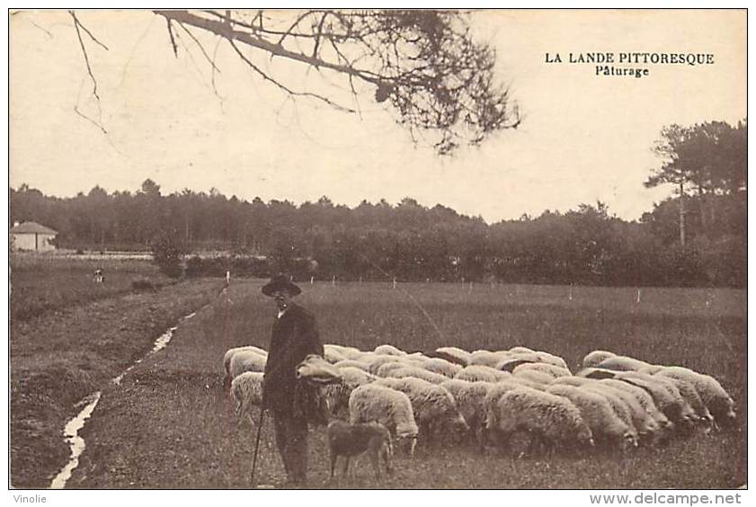 A16-2255 :  LA LANDE PITTORESQUE  PATURAGE MOUTONS  EDITION ROGER SOURGEN DAX - Castets