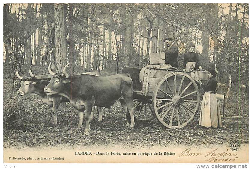 A16-2258 :  DANS LA FORET LANDAISE MISE EN BARRIQUE DE LA RESINE ATTELAGE DE BOEUFS  EDITION BERNEDE A ARJUZANX - Castets