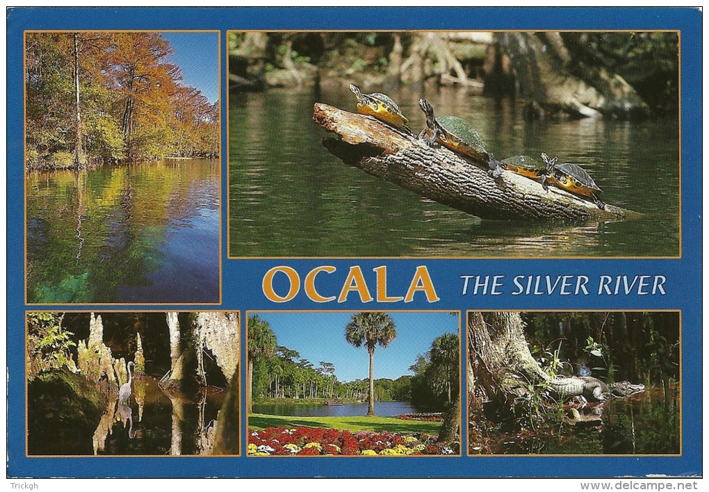 Tortue Schildpad Turtle / Alligator / Ocala Florida USA - Autres & Non Classés
