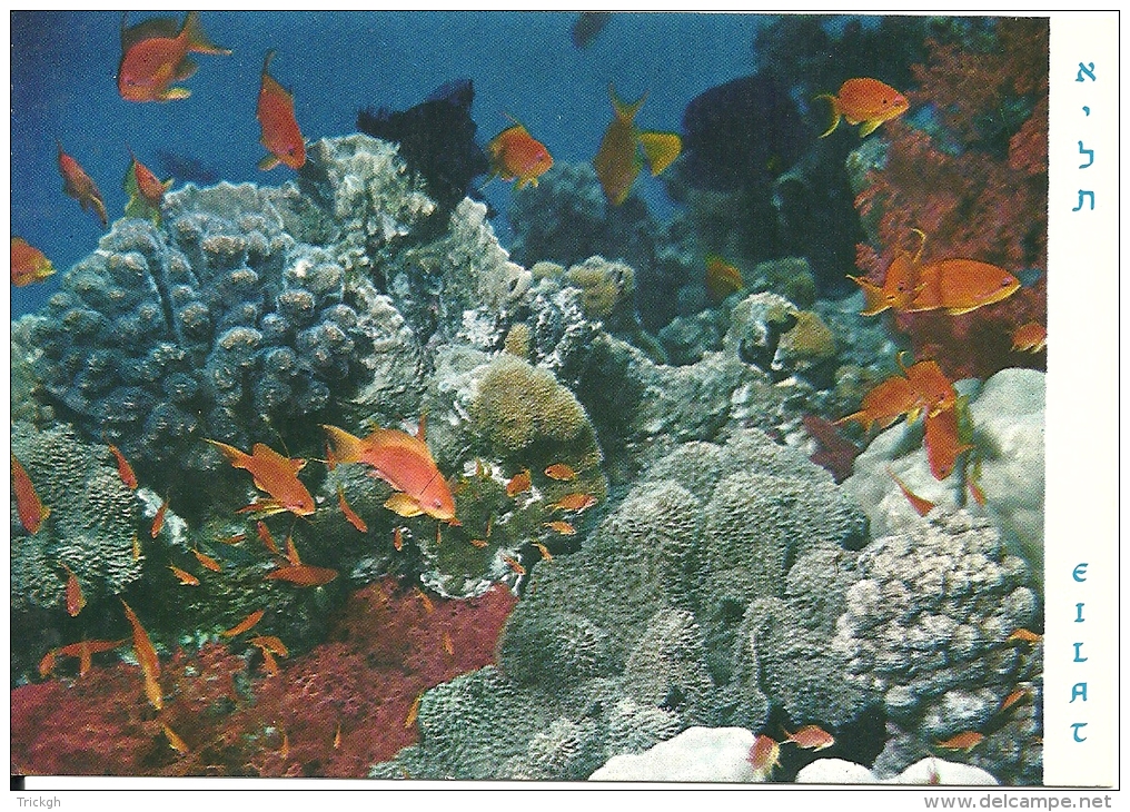 Red Sea Eilat Israel - Poissons Et Crustacés