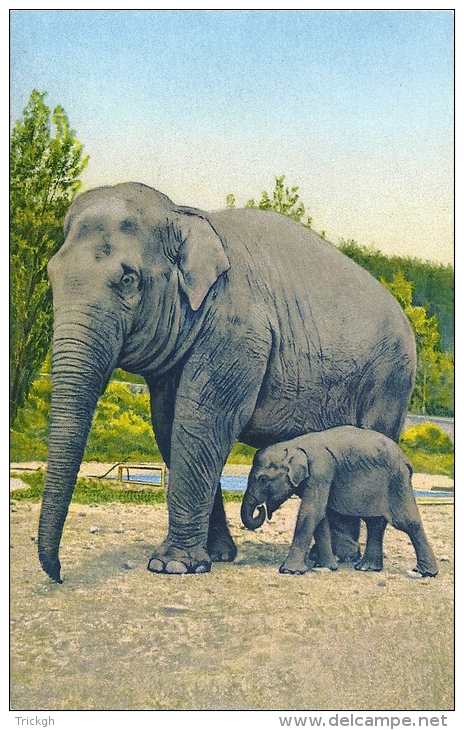 Eléphant Olifant Elephant - Éléphants